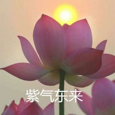 龙之王冠官方版下载